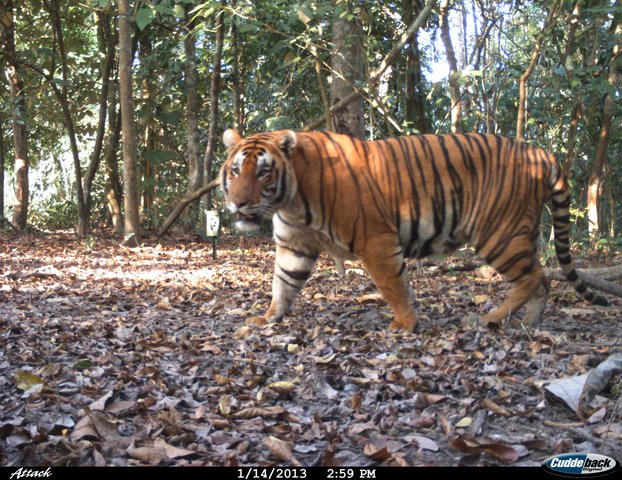 Biggest Kaziranga Tiger
